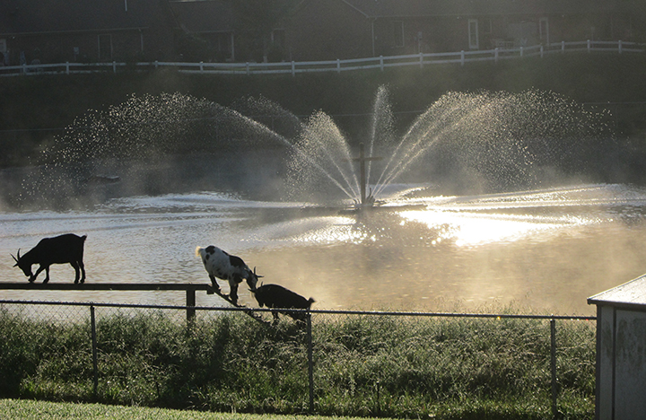 Our Resident Goats with Our Beautiful Pond Fountain